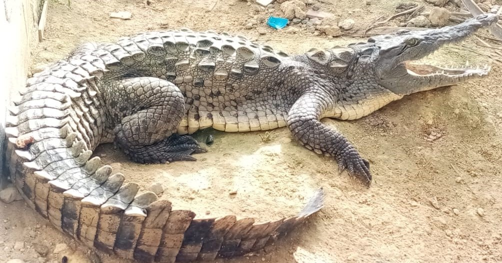 Imagen de caiman aguja en sitio de atención en San Andrés